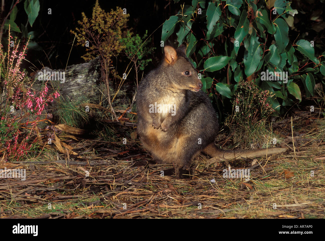 Tasmanian Pademelon Thylogale billardieri Photographed in Tasmania Australia Stock Photo