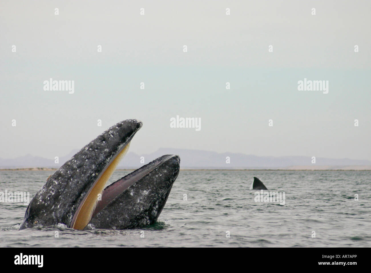 Grey Whale Eschrichtius robustus San Ignacio Lagoon Mexico Baja California spyhopping Stock Photo