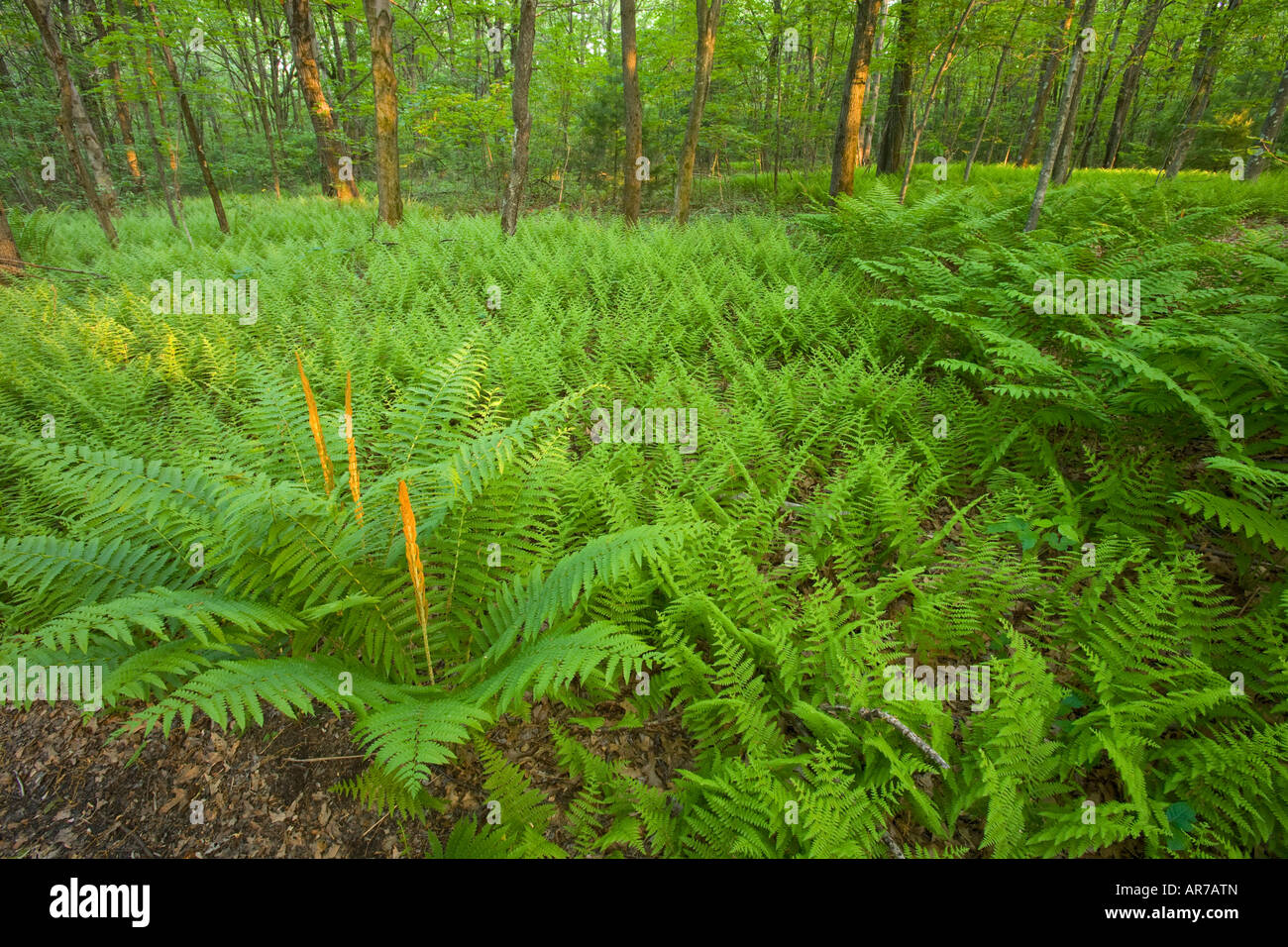 Ferns and a trail in Grafton, Massachusetts.  Hassanamesitt Woods. Worceseter County. Stock Photo