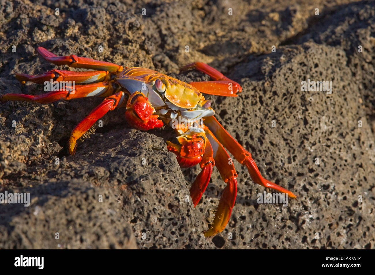 Sally lightfoot crab Grapsus grapsus Ecuador Galapagos Stock Photo
