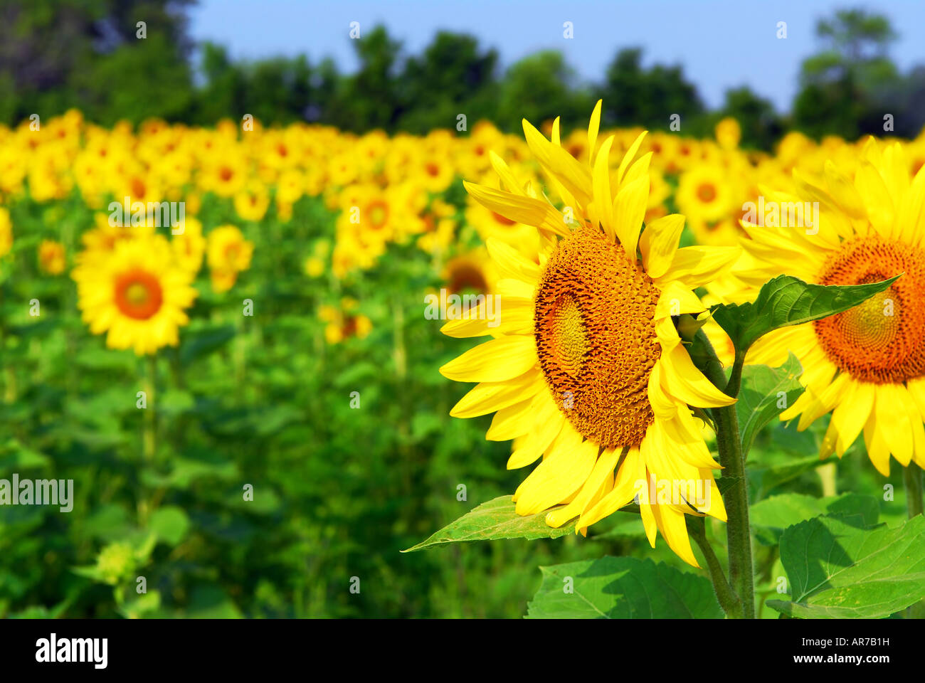 Sunflower field with blooming sunflowers and blue sky Stock Photo - Alamy
