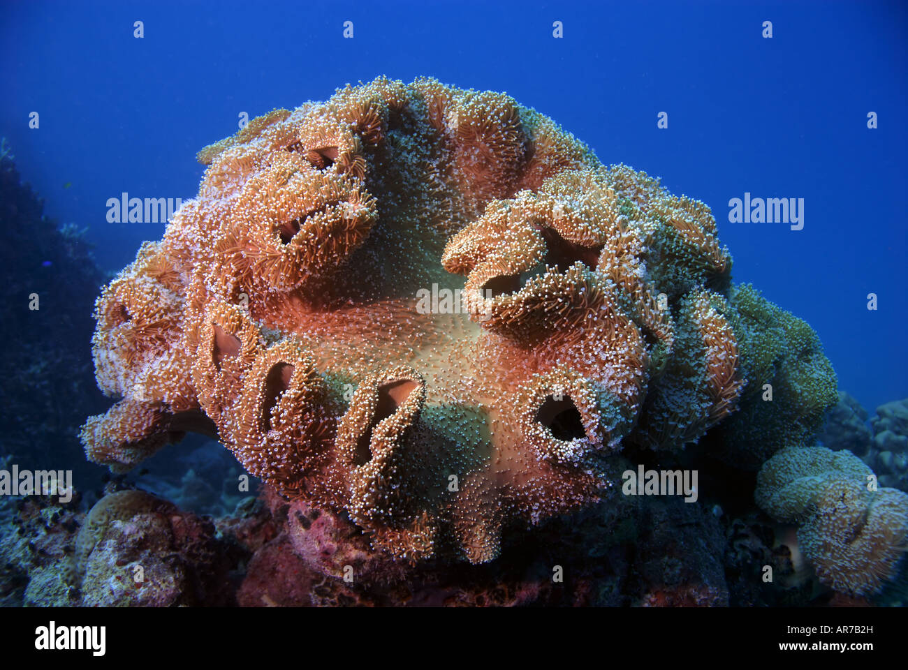 Soft coral Sarcophyton sp., Rowley Shoals Marine Park, Western Australia Stock Photo