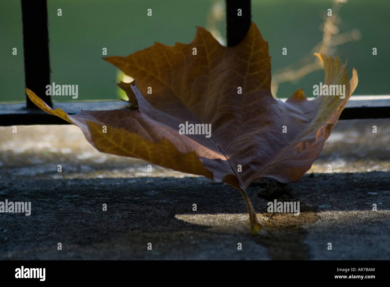 rays of solar light on a maple leaf Stock Photo