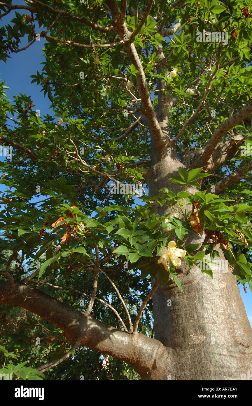 Flowering Australian boab tree Adansonia gregorii near Broome Kimberley region Western Australia Stock Photo