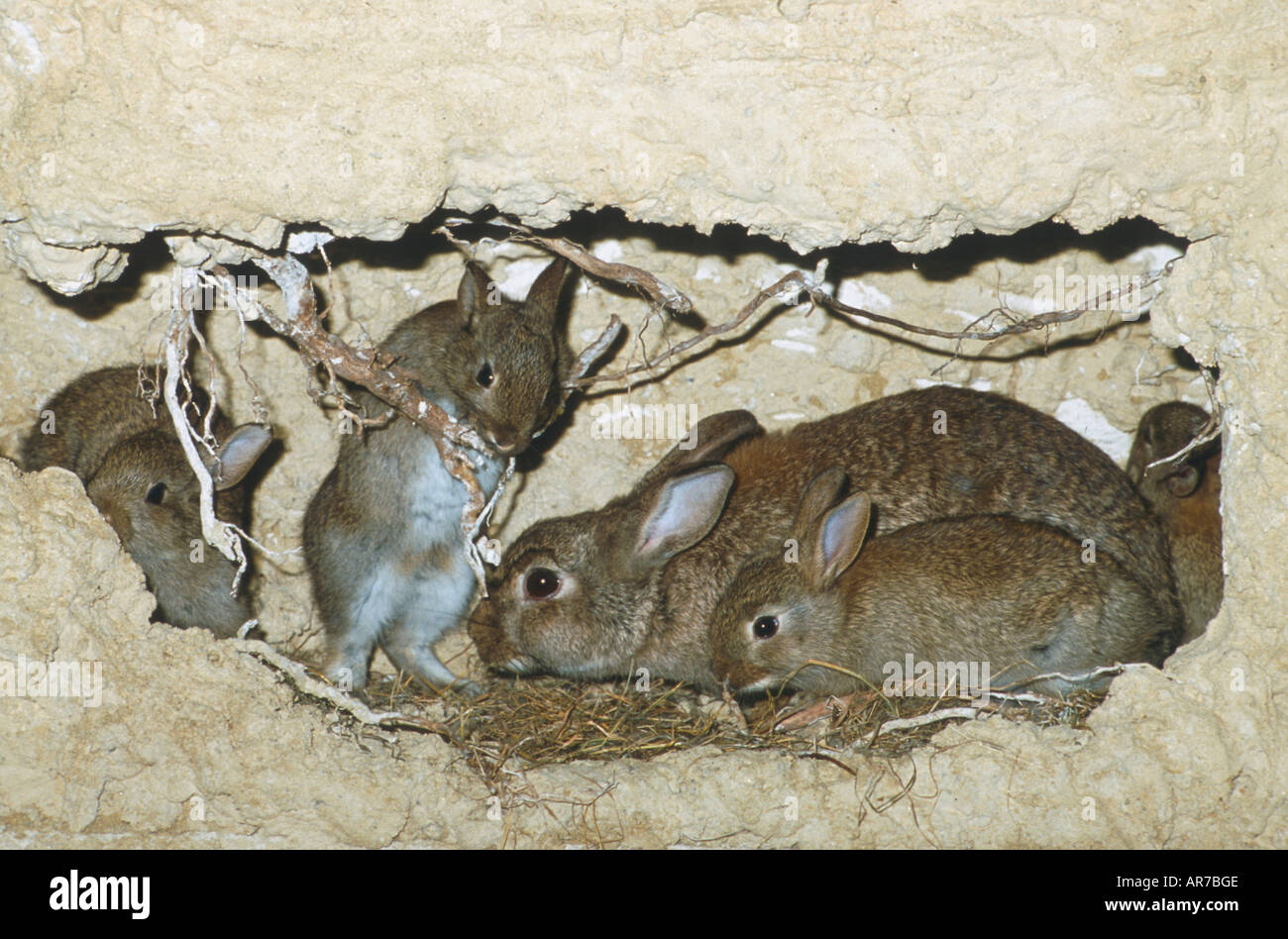 Wildkaninchen im Bau Rabbit Germany Oryctolagus cuniculus Stock Photo ...