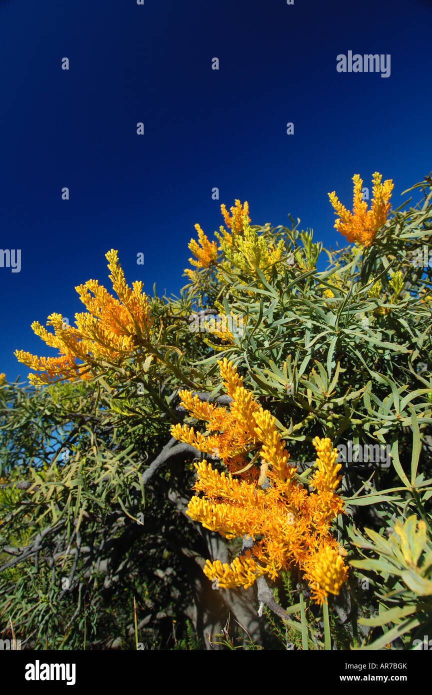 Western Australian Christmas tree (Nuytsia floribunda), flowering in late December at Cape Le Grand National Park Stock Photo