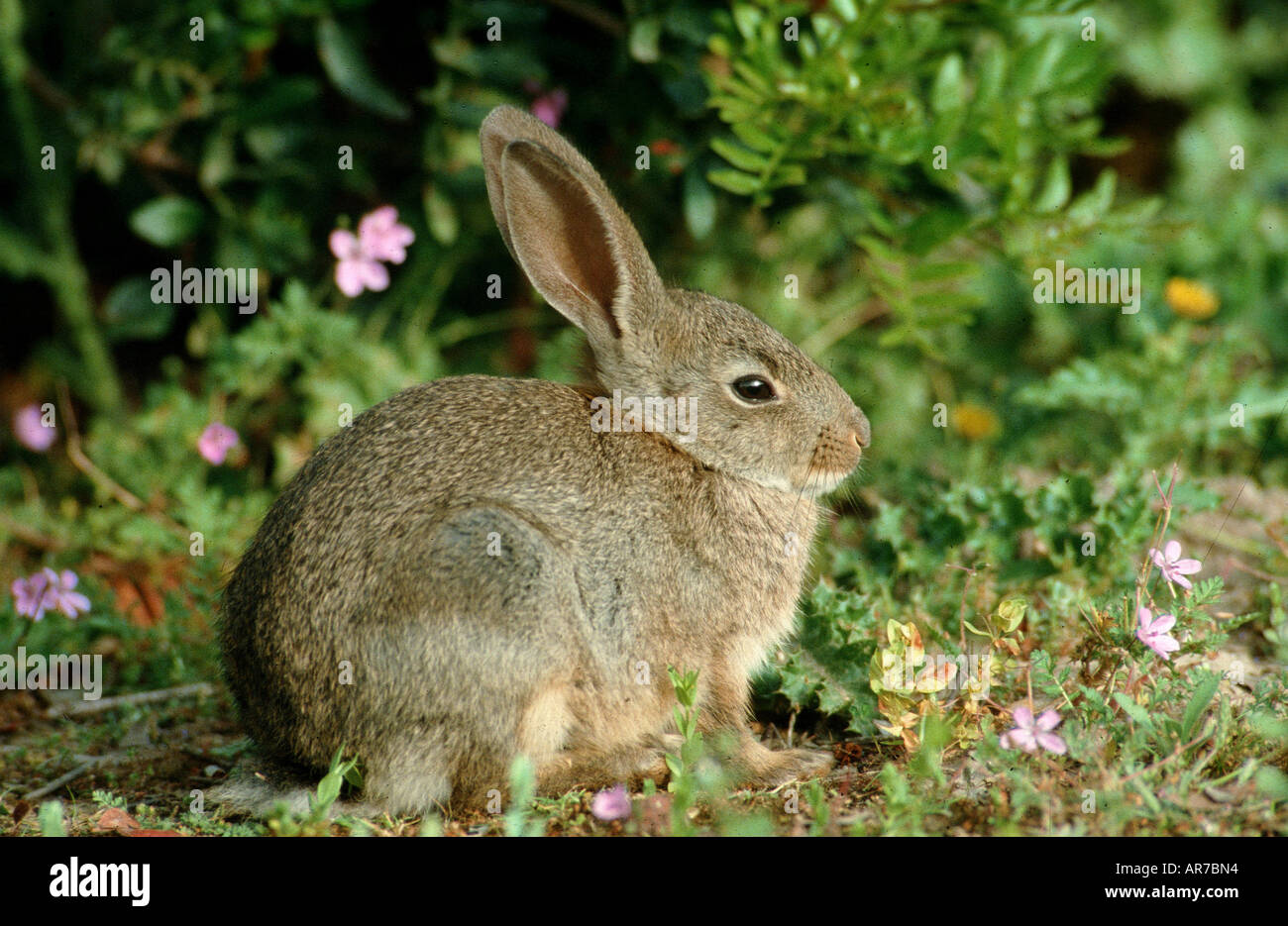 European Wild Rabbit, Wildkaninchen, Germany, Oryctolagus cuniculus Stock Photo