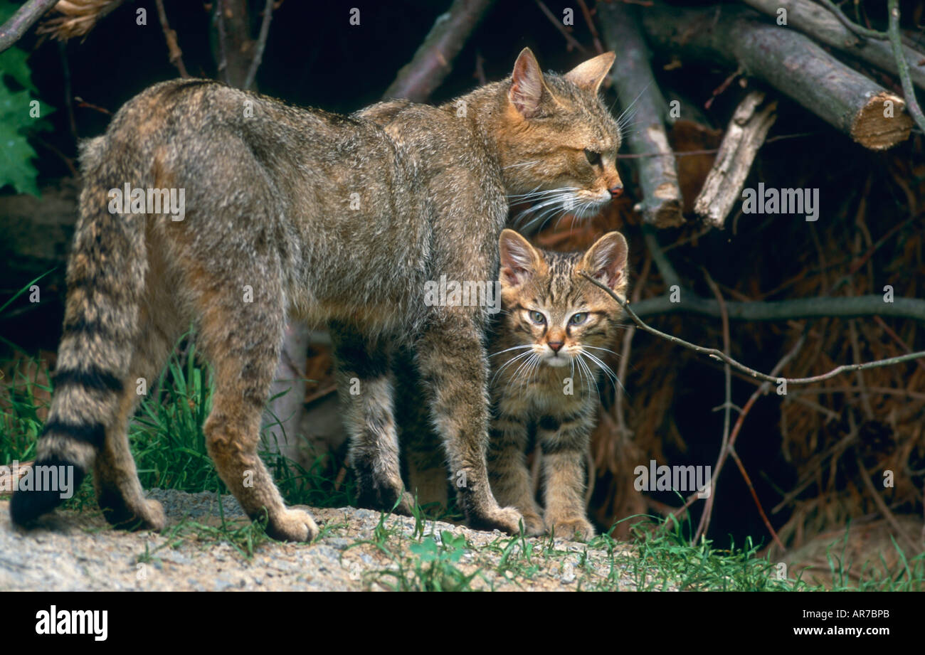 Common Wild Cat European Wild Cat Europaeische Wildkatze Felis