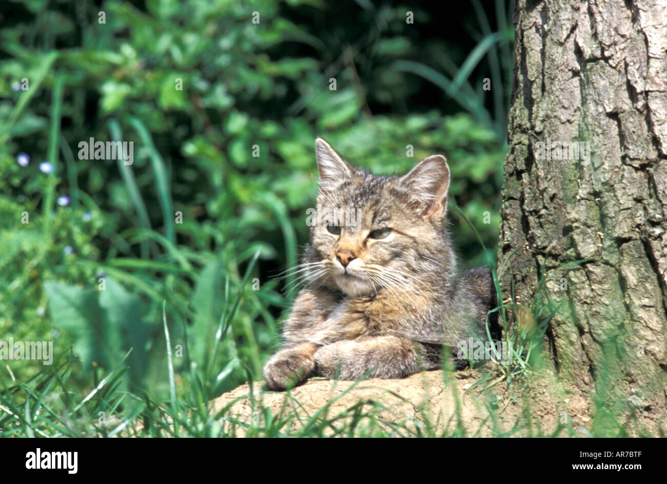 European Wild Cat Felis silvestris Europäische Wildkatze Saeugetiere mammals animals Katzenartige Raubtiere Stock Photo