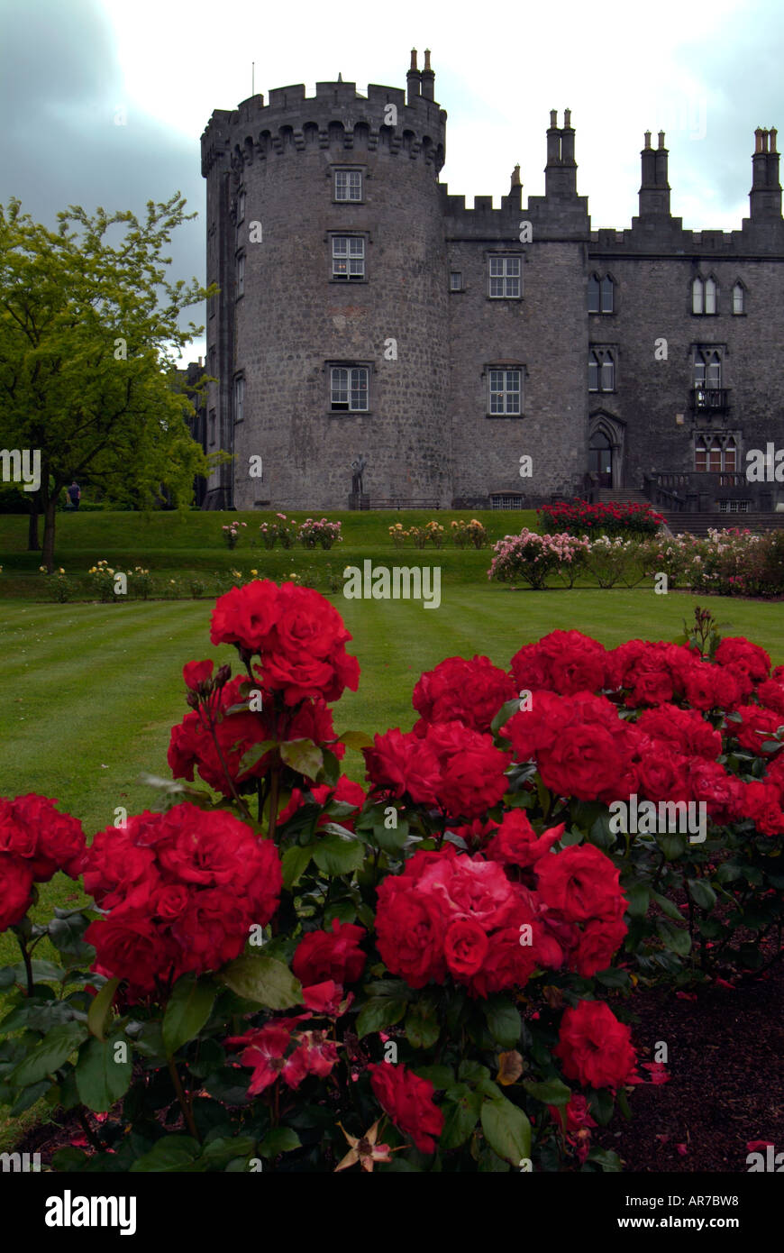 Roses in front blue hi-res stock photography and images - Alamy