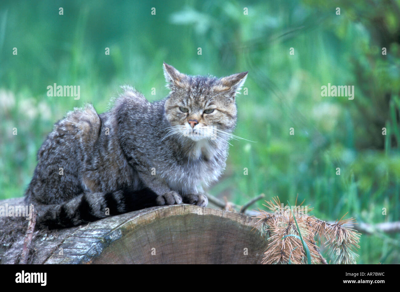 European Wild Cat Felis silvestris Europäische Wildkatze Saeugetiere mammals animals Katzenartige Raubtiere Stock Photo
