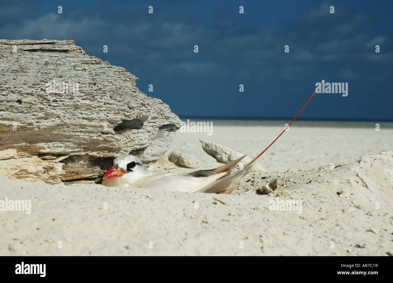 Red tailed tropicbird (Phaethon rubricauda) on nest scrape on Bedwell Island, Clerke Reef, Rowley Shoals Marine Park Stock Photo