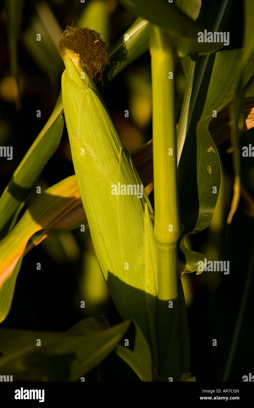 A corn field on a farm in Pepperell, Massachusetts Stock Photo Alamy