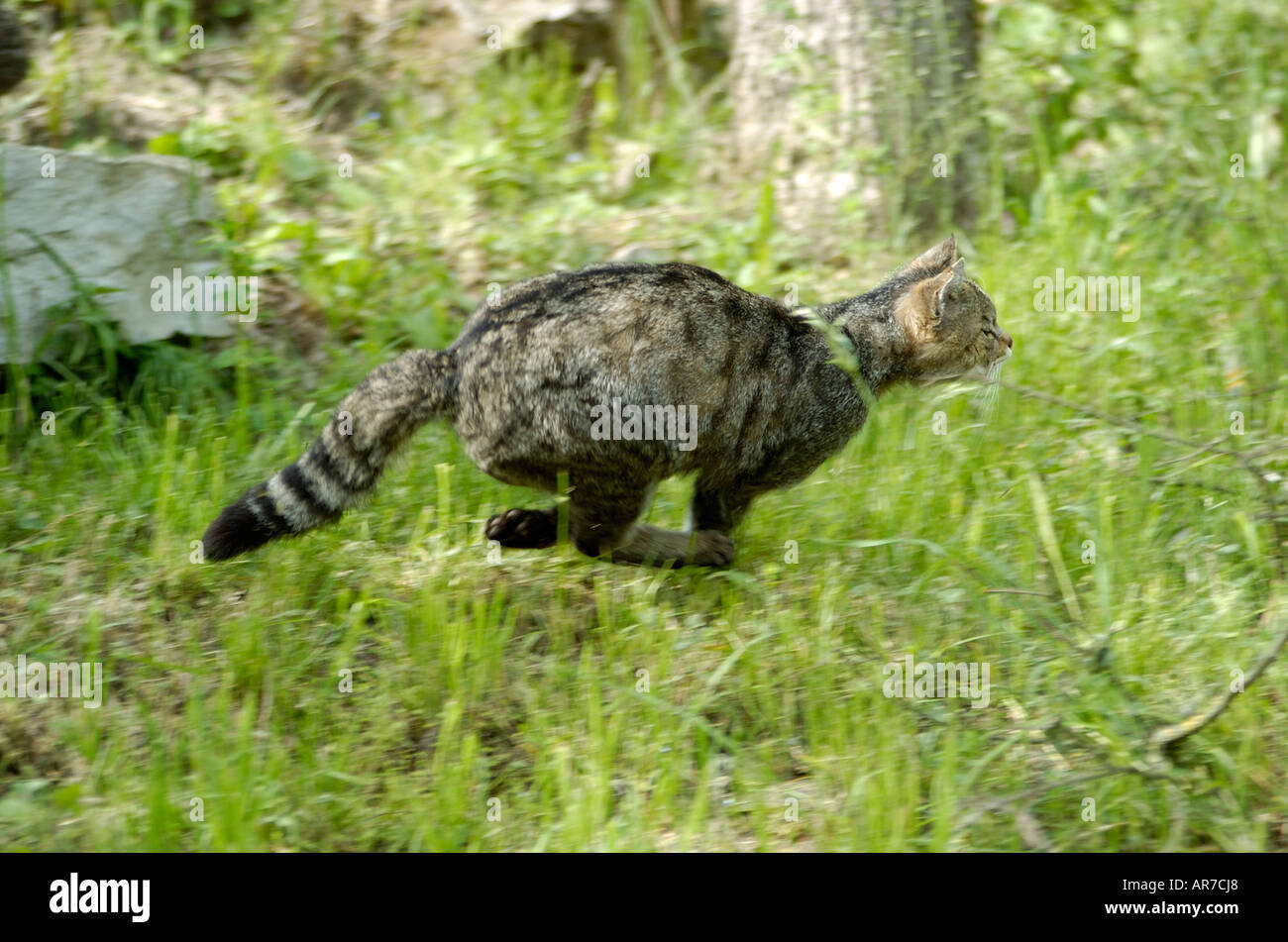 Common Wild Cat European Wild Cat Europaeische Wildkatze Felis