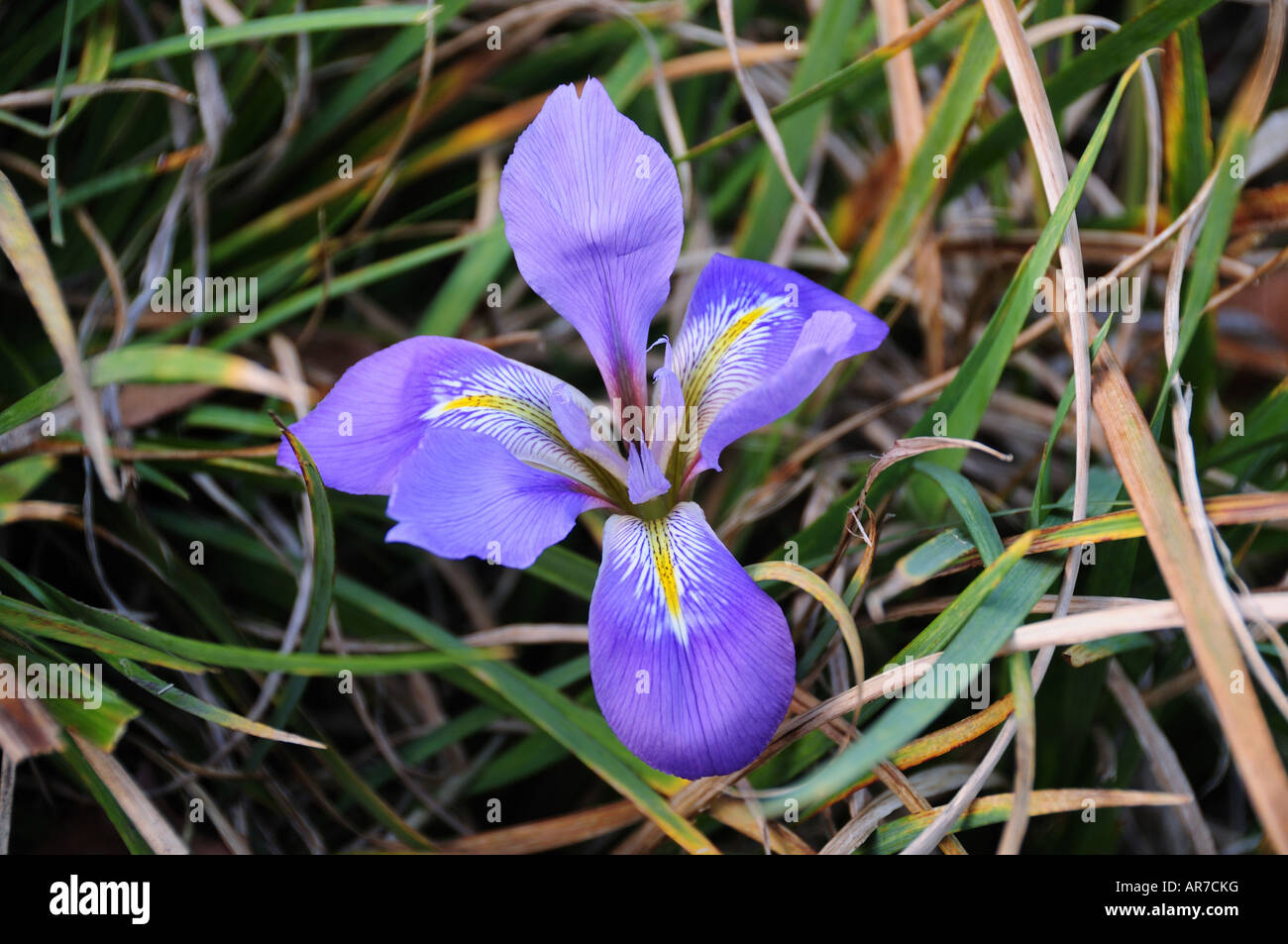 Single Iris, blue flower Stock Photo