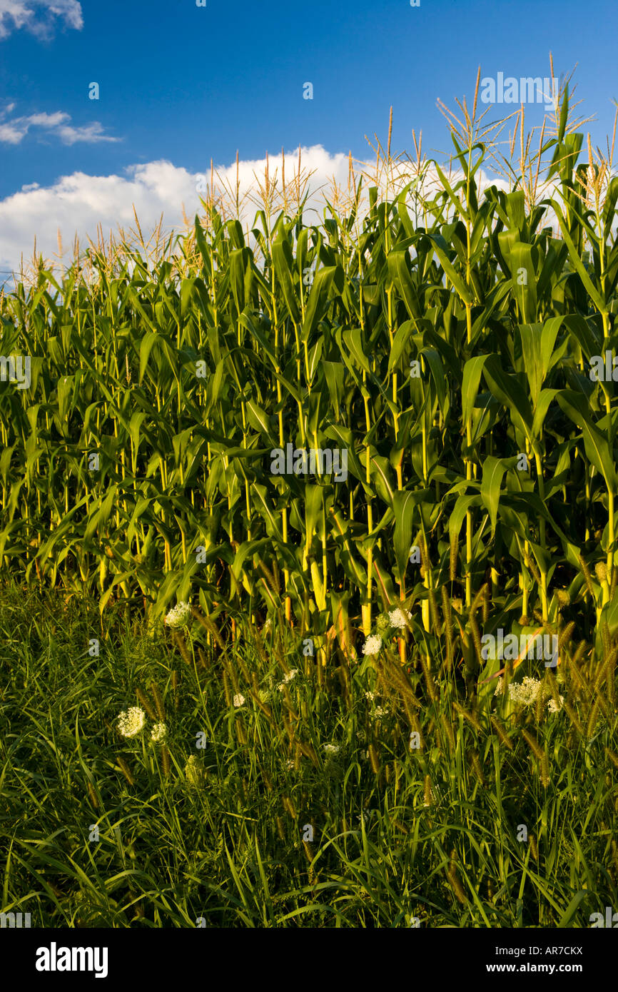 A corn field on a farm in Pepperell, Massachusetts Stock Photo Alamy