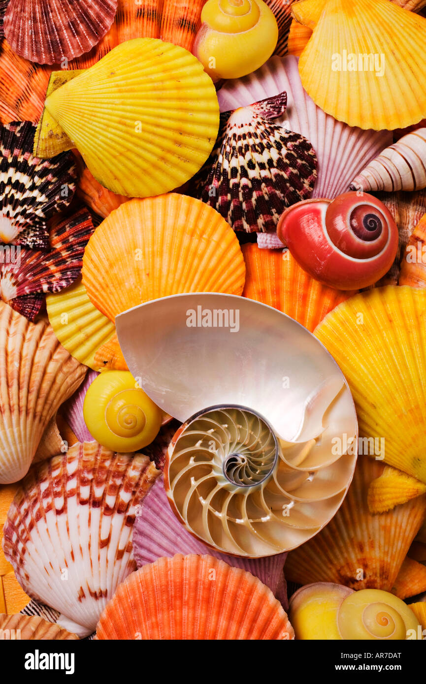 Assorted sea shells Stock Photo