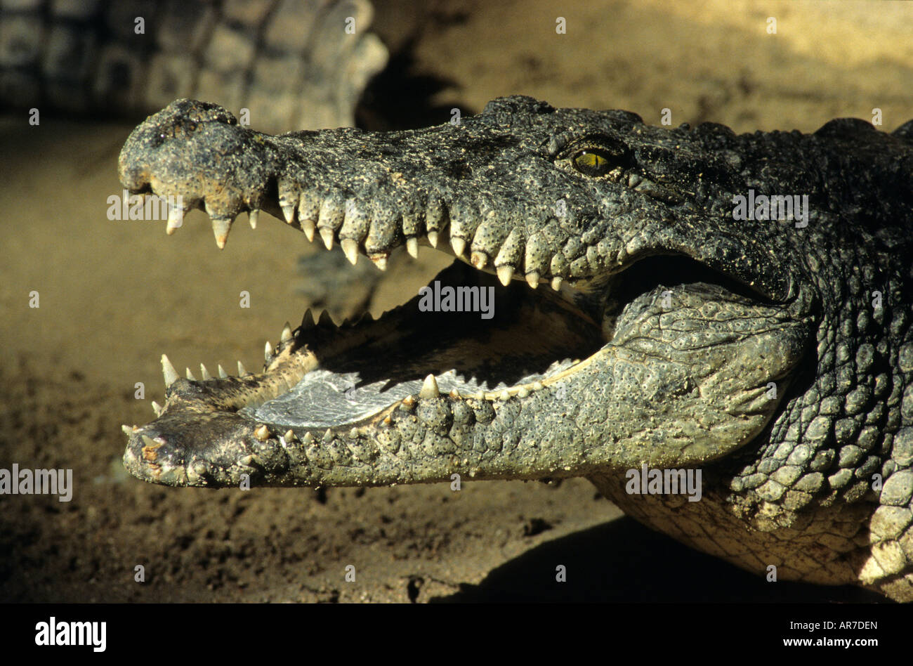 Nile Crocodile Crocodylus Niloticus Large Teeth Stock Photo Alamy nile-crocodile-crocodylus-niloticus-large-teeth-stock-photo-alamy