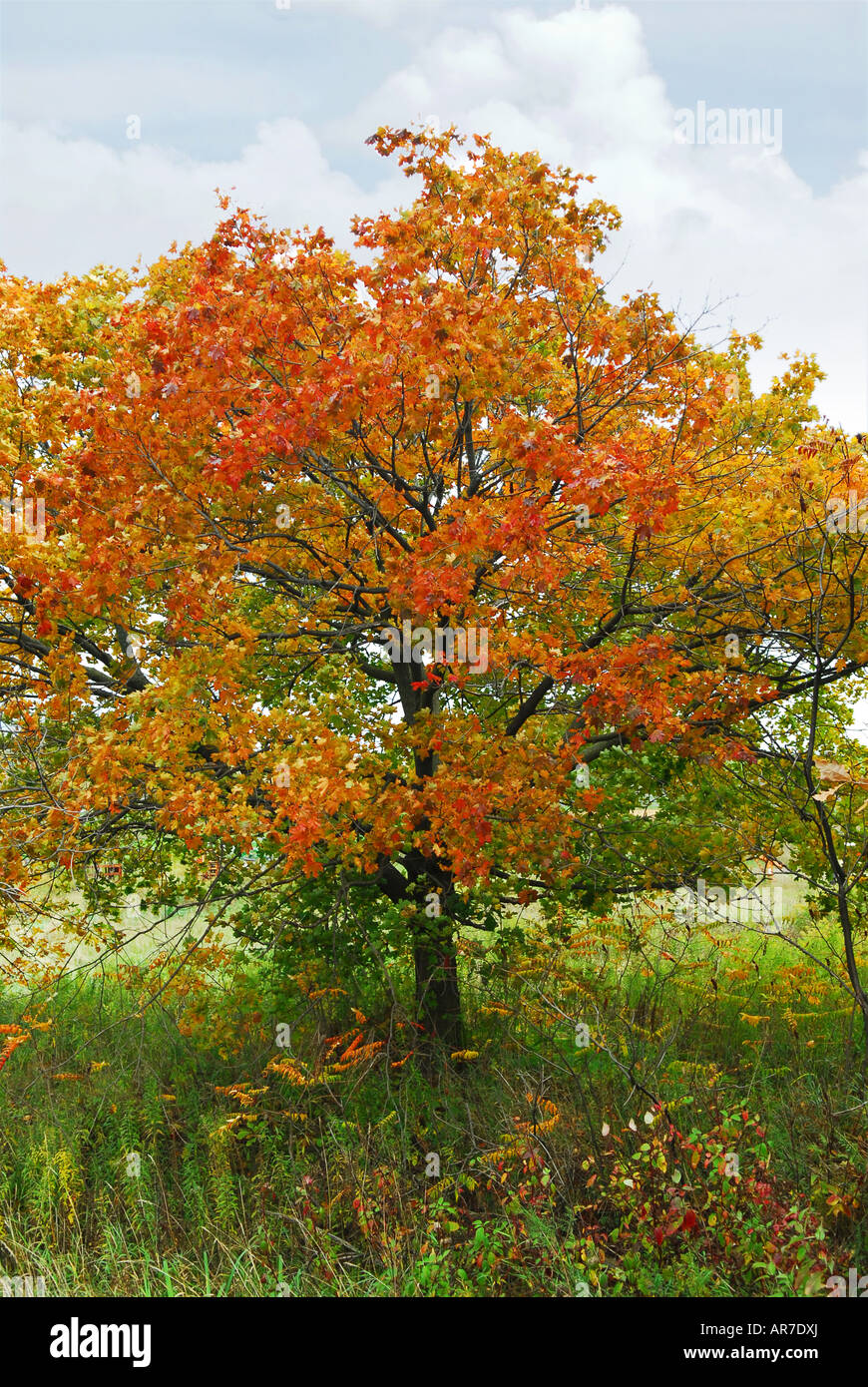 Beautiful maple tree with red foliage in early fall Stock Photo - Alamy