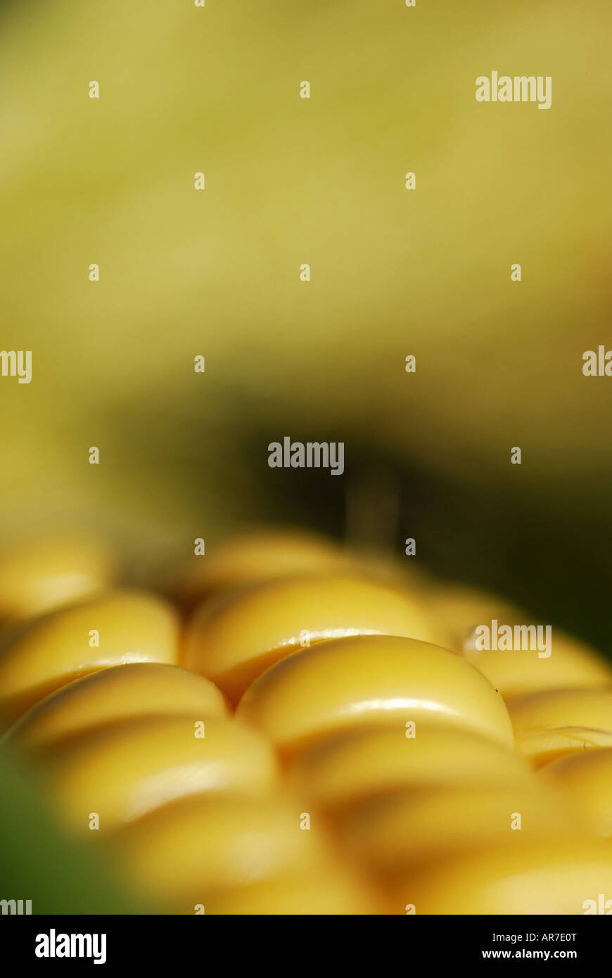 Macro of corn on the cob with husk and corn silk Stock Photo