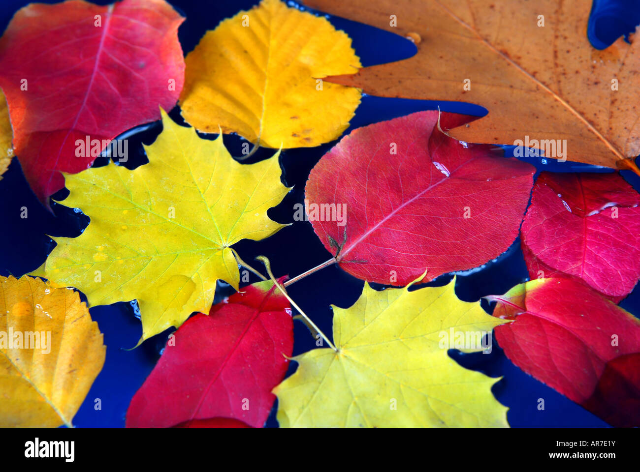 Colorful fall leaves floating in blue water Stock Photo - Alamy