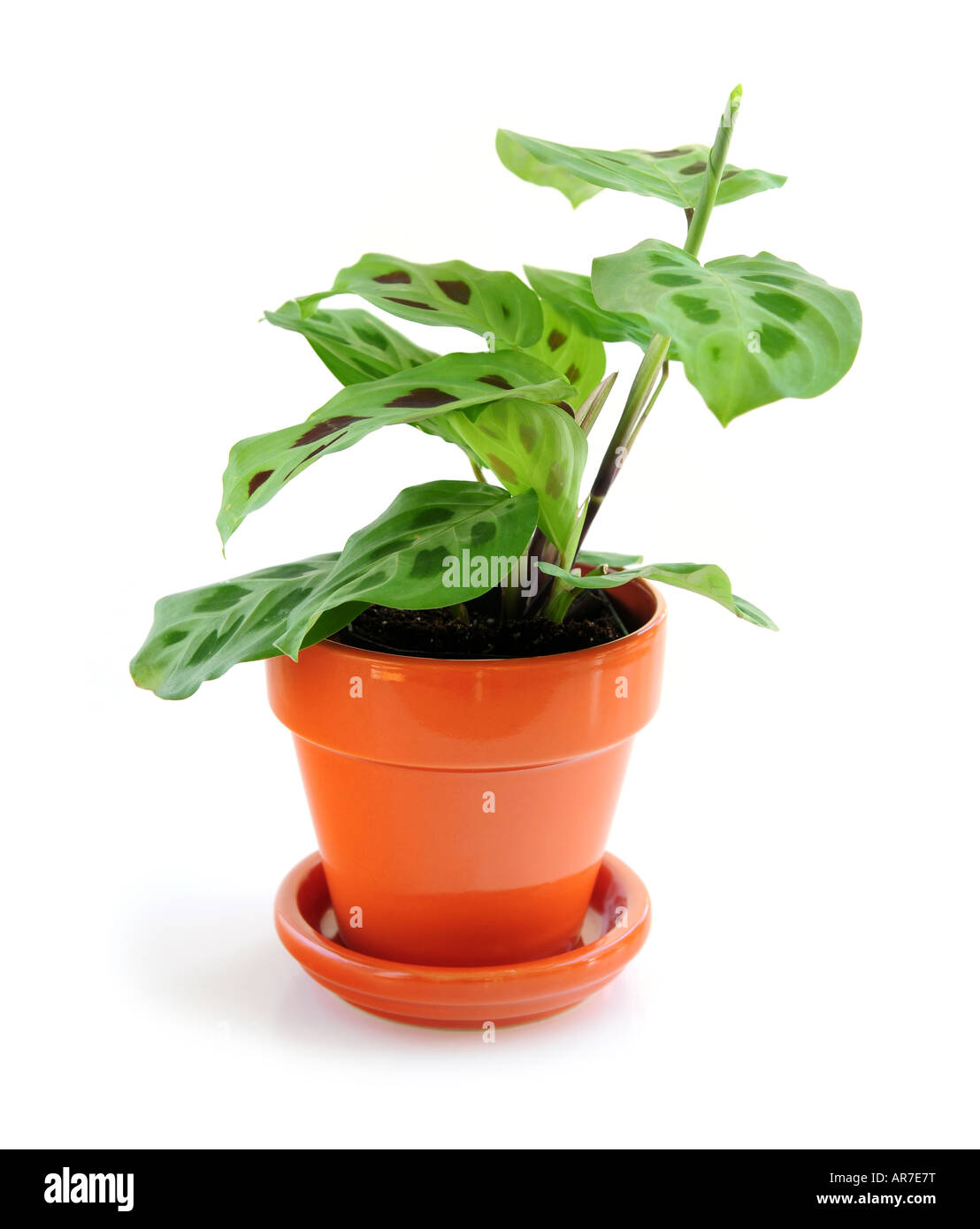 Green leafy houseplant isolated on white background Stock Photo Alamy