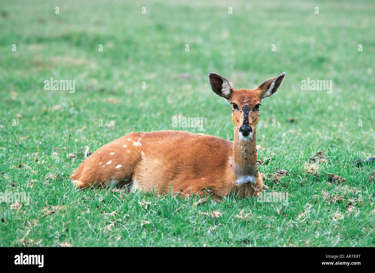 Female Bushbuck antelope TRAGELAPHUS SCRIPTUS sitting down in green ...