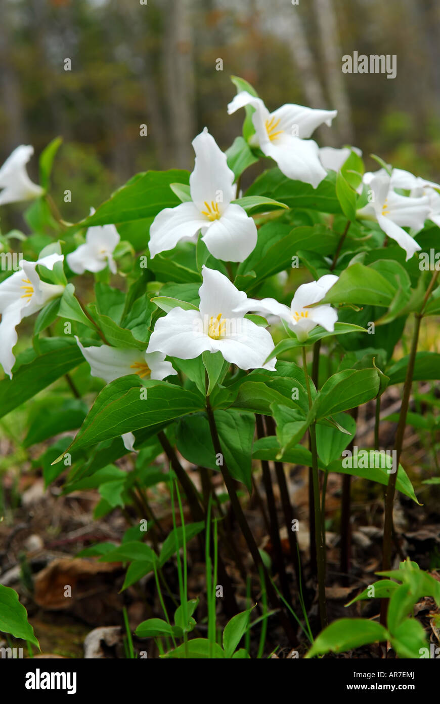 White Trillium blooming in woodlands Ontario provincial flower Stock Photo