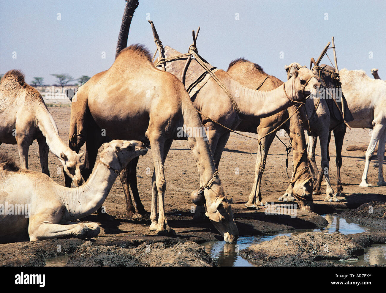 Many Camels or dromedarys drink at waterhole near North Horr Chalbi ...