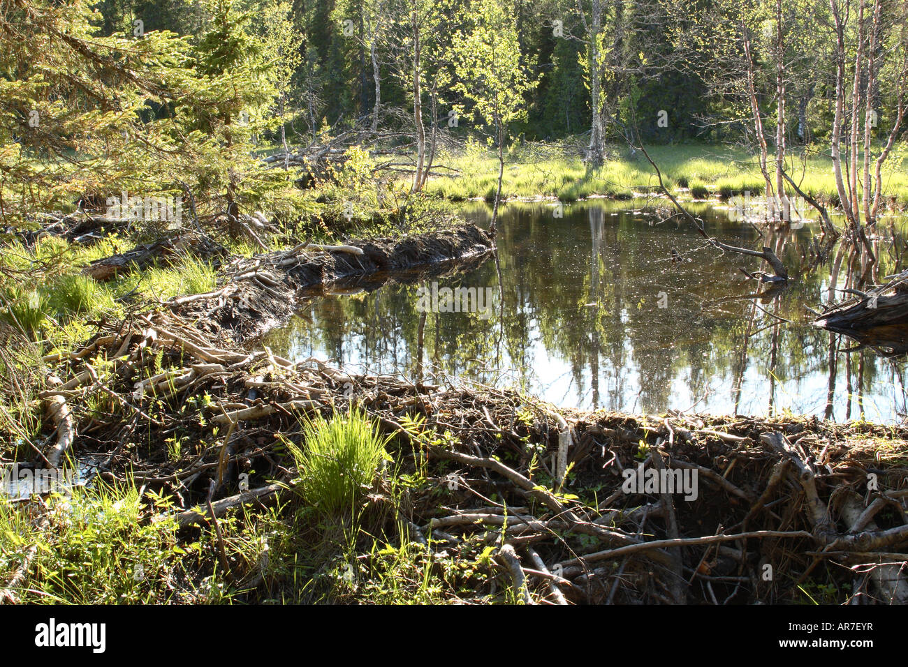 Beaver built hi-res stock photography and images - Alamy