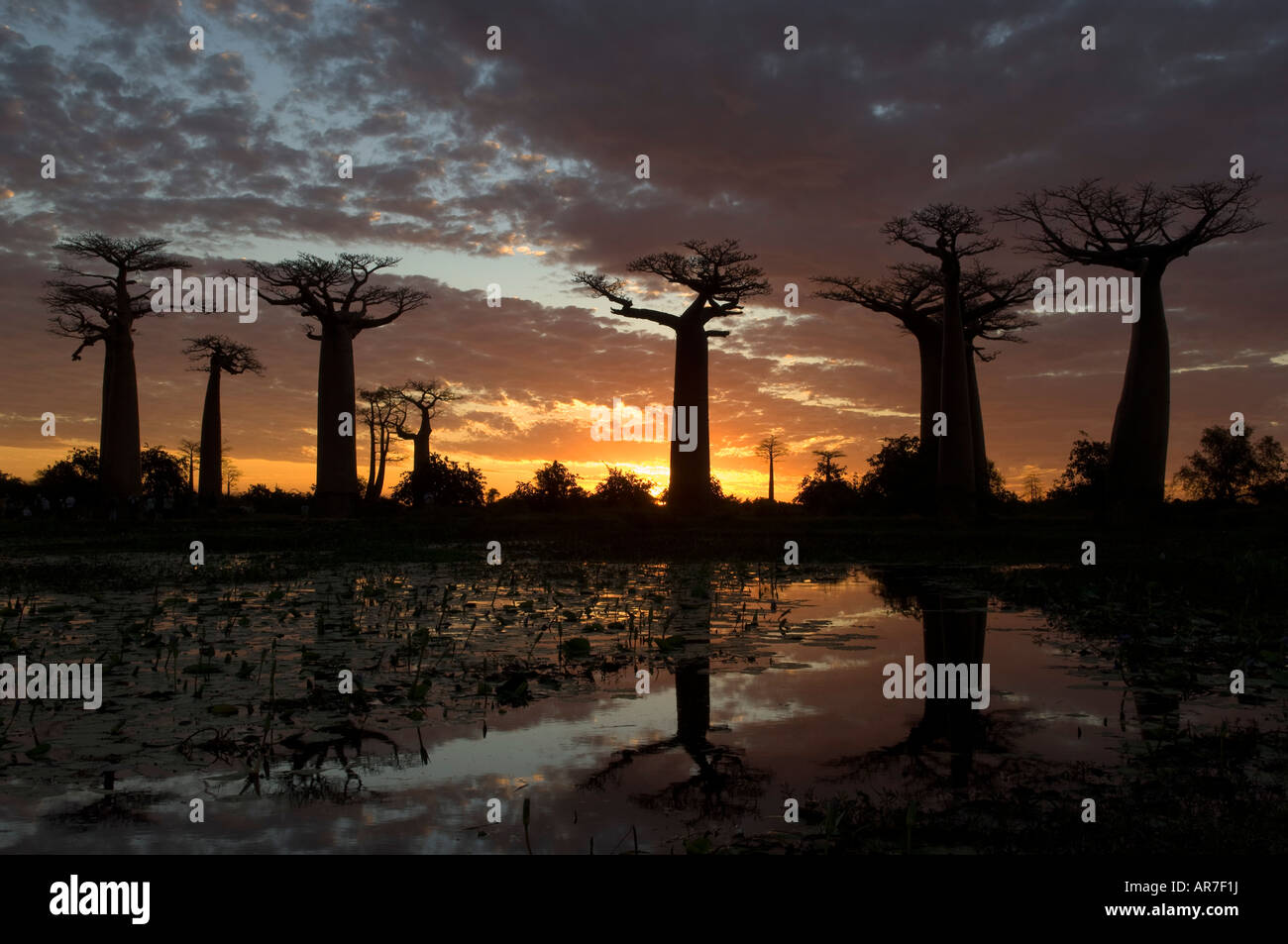 Grandidier's baobab, Adansonia grandidieri, Avenue of the baobabs, near ...