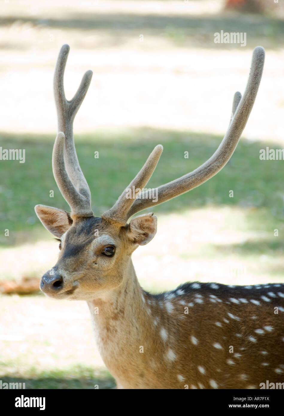 Spotted Deer in India Stock Photo