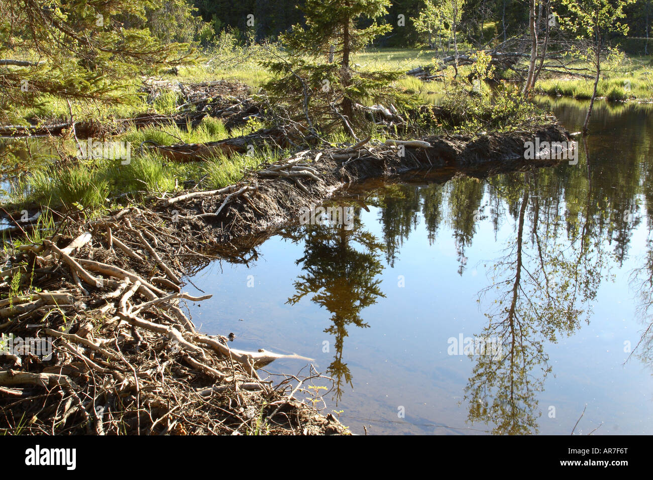 Beaver dam and pond Stock Photo - Alamy