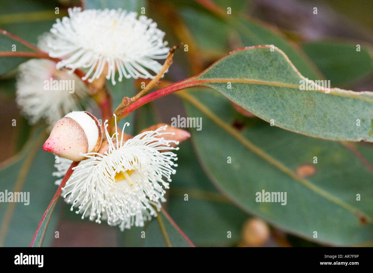 close up of Eucalyptus Gum nut flower Stock Photo Alamy — free download