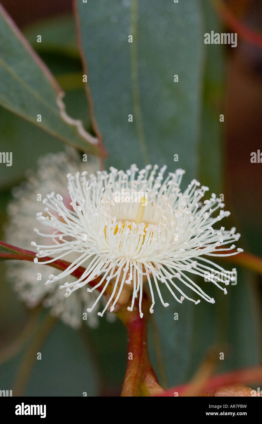 close up of Eucalyptus Gum nut flower Stock Photo Alamy — free download