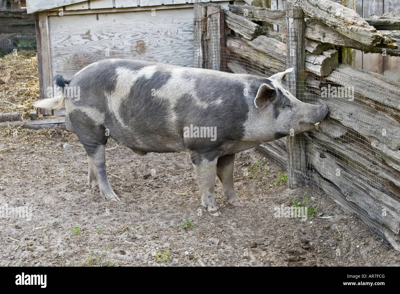 Spotted pig Stock Photo