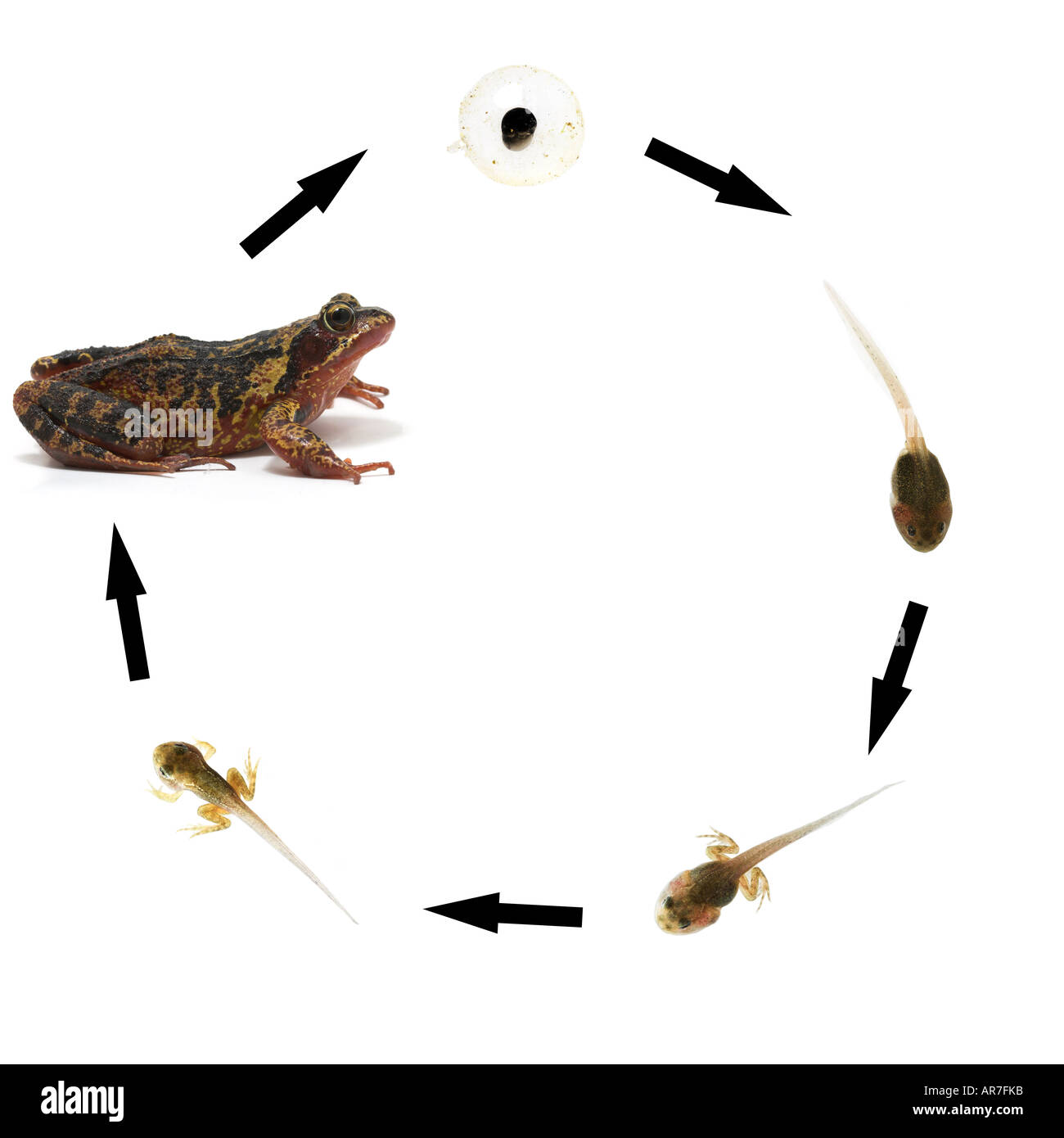 Common frog lifecycle sequence showing development from frogspawn via tadpole to adult frog Rana temporaria Stock Photo