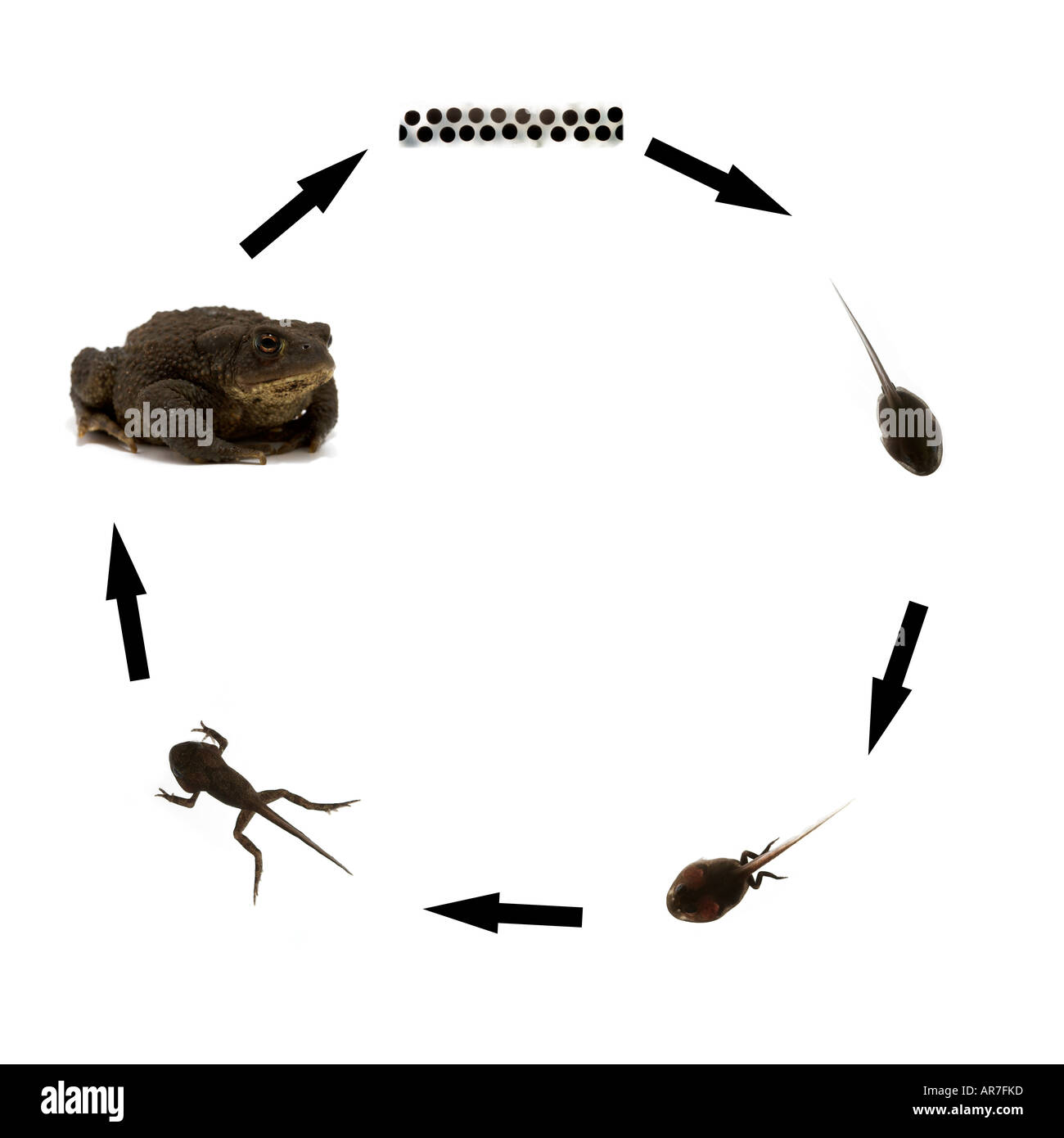 Common toad lifecycle sequence showing development from toad spawn via tadpole to adult toad Bufo bufo Stock Photo