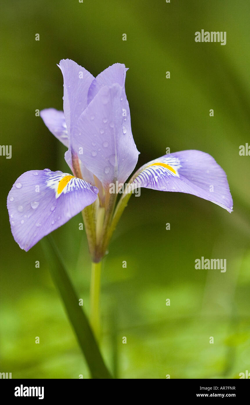 Purple Algerian Iris Stock Photo