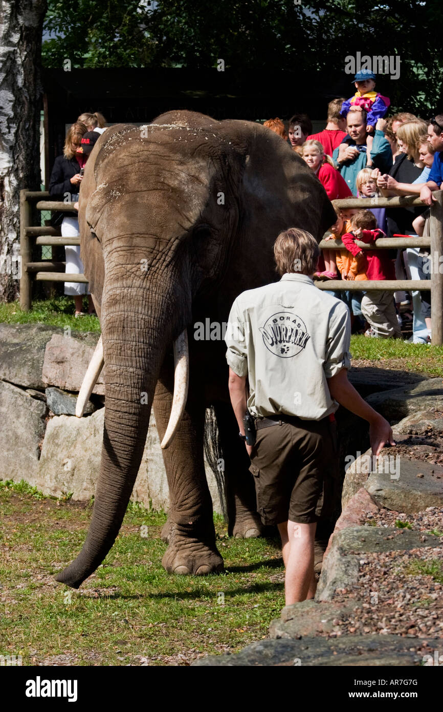 Elephant and his animal keeper Stock Photo