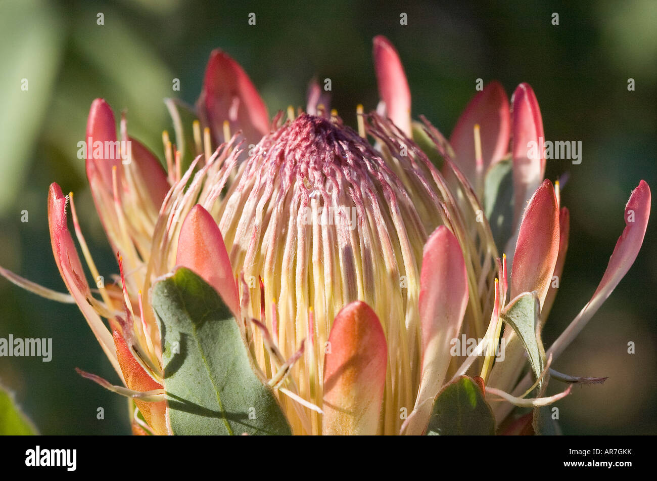 Blue Sugarbush Protea neriifolia Stock Photo