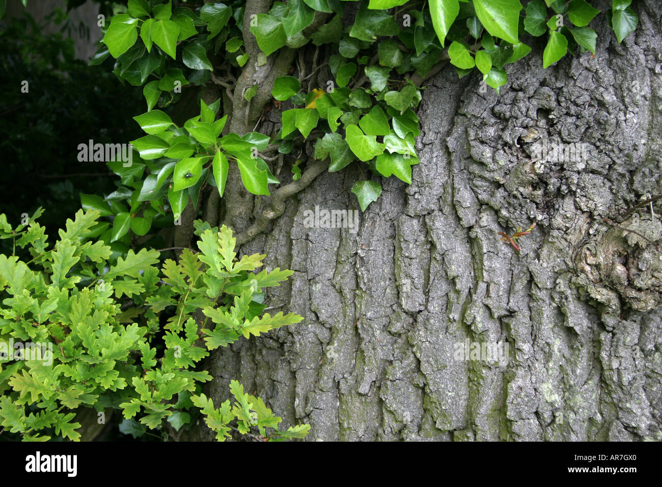 Oak Bark and Leaves Stock Photo - Alamy