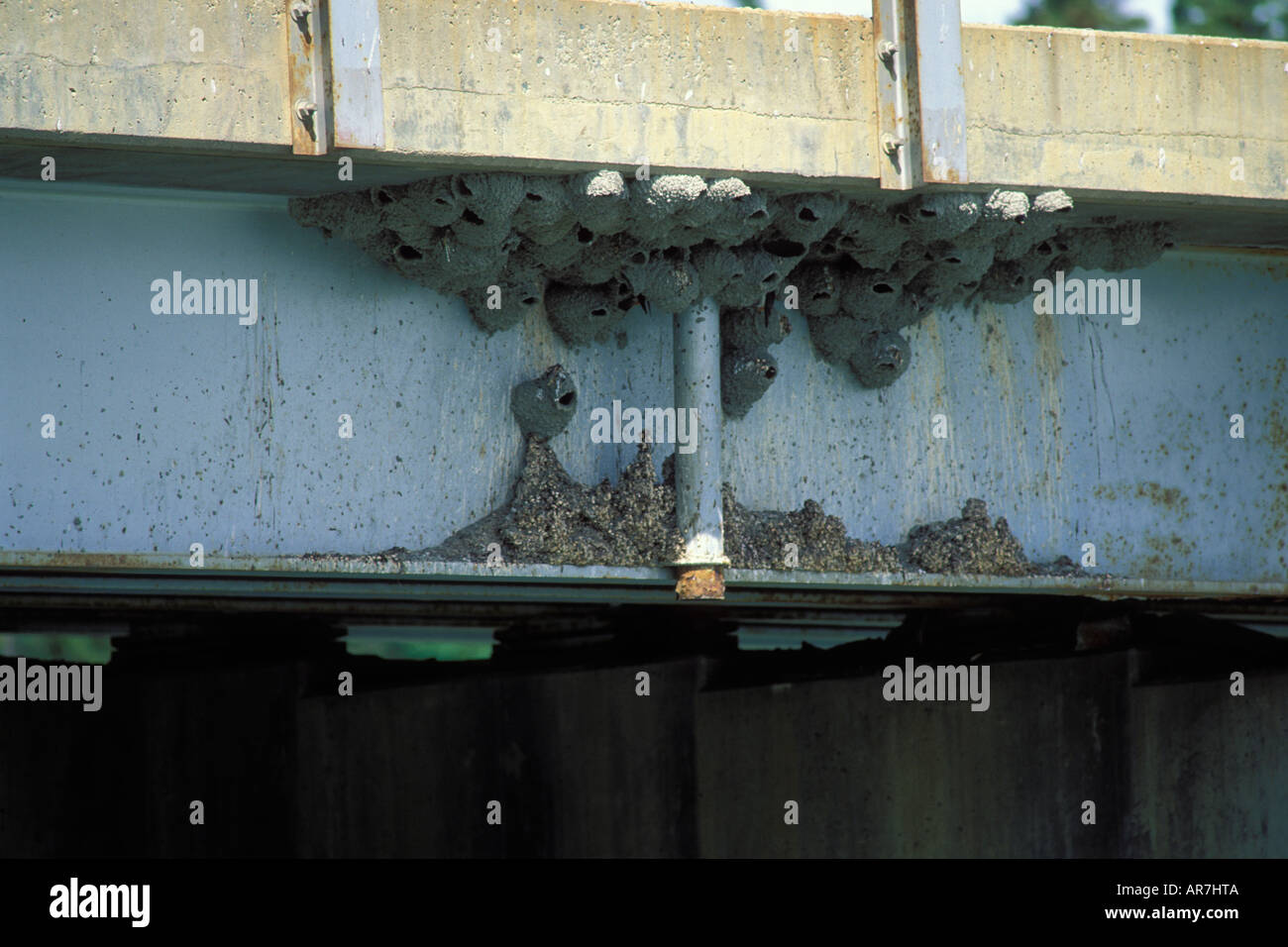swallow nests under a bridge along the Alaska highway Yukon Territory