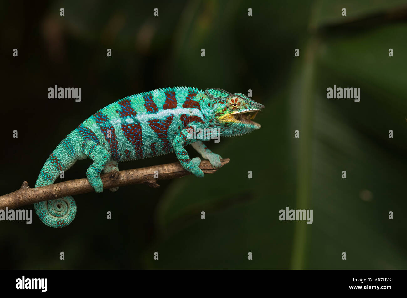 male Panther chameleon, Furcifer pardalis, eating a