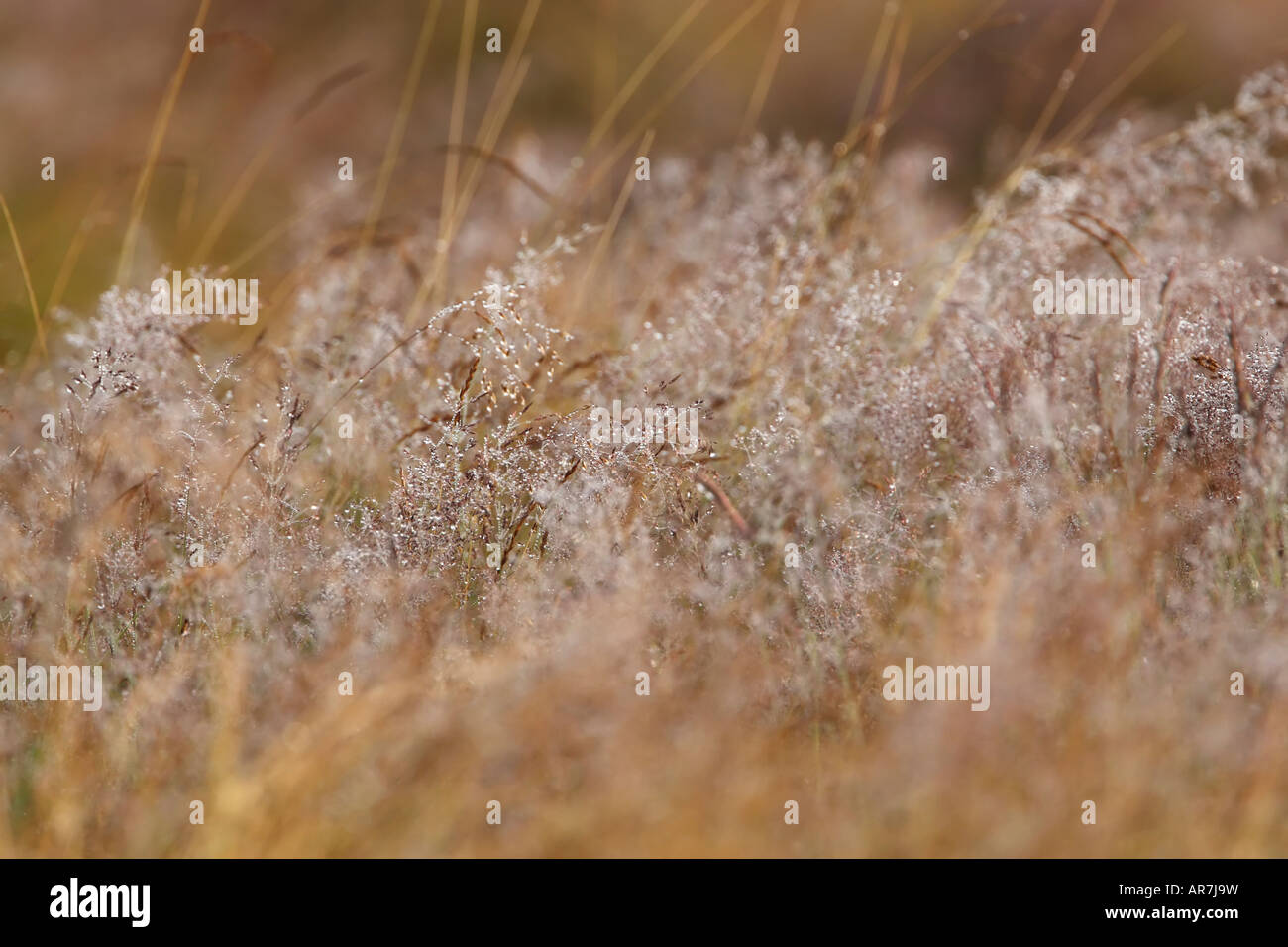 Jewel like dew drops hanging on grass stems Stock Photo