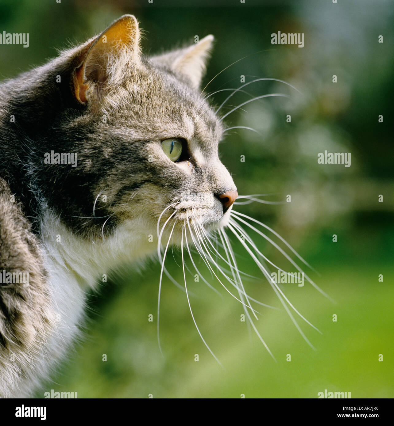 My Image 4