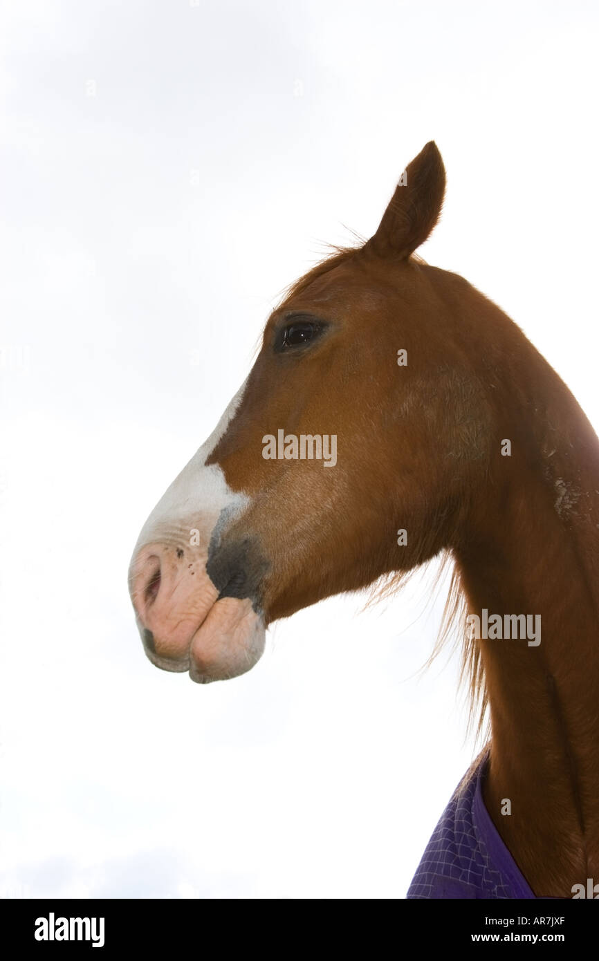 side profile of horse’s head with white background Stock Photo - Alamy