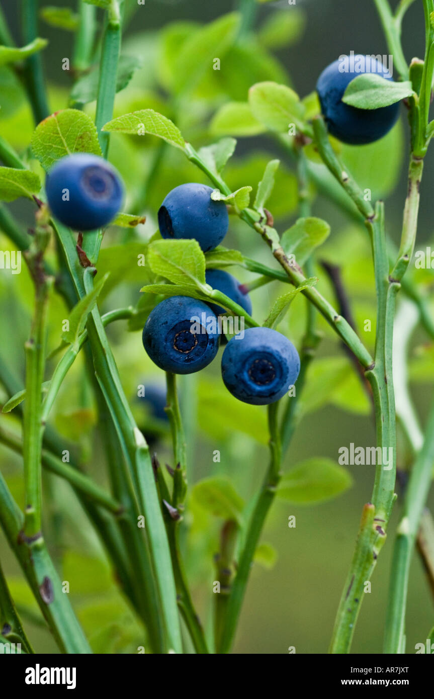 Bilberry European blueberry Vaccinium myrtillus Stock Photo