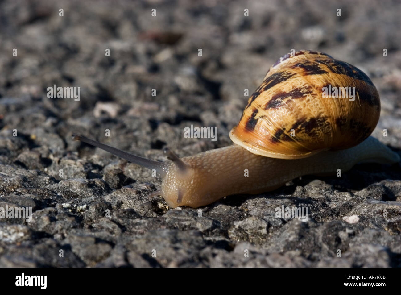 Snail moving at snail's pace Stock Photo Alamy