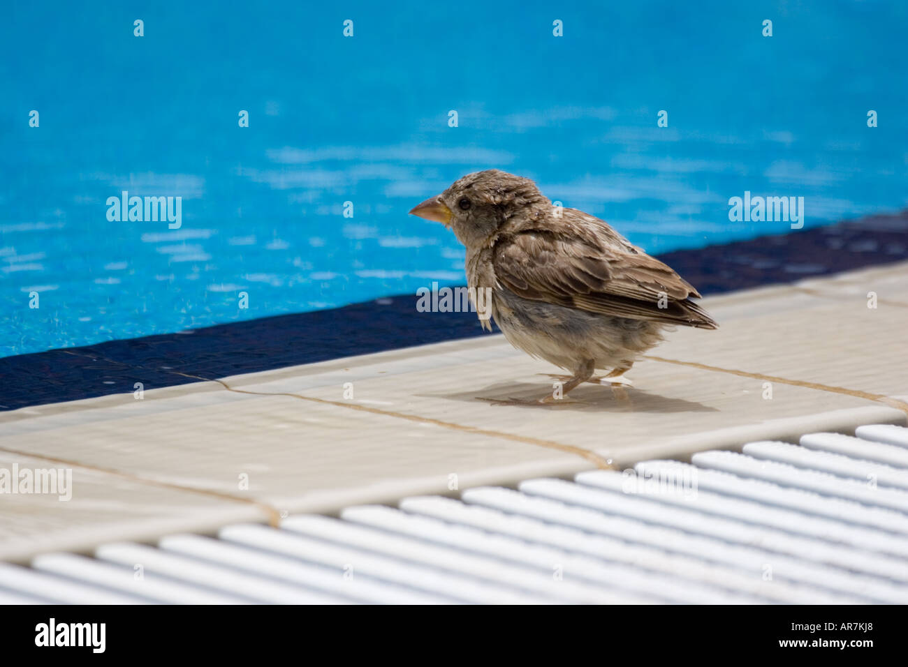 sparrow about to have a bath on the side of an outdoor swimming pool Stock Photo